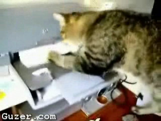 Cat Likes The Printer