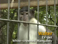 White-Crowned Mangabey Monkeys