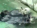 Romantic Otter Holding Hand