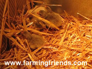 Day Old Guinea Fowl Keets By Farming Friends.wmv