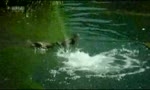 Die Enten in Wiener Parks / The Ducks in viennese Parks