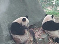 Sichuan Pandas at the Giant Panda Reserve