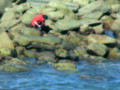 fishing on rocks  .avi