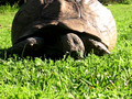 bob the tortoise