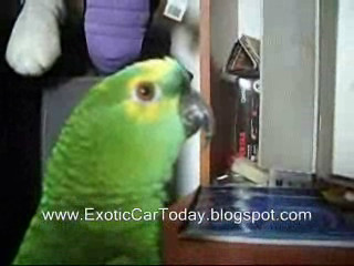 Laughing Parrot