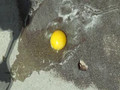 Hot Enough to Fry and Egg on the Sidewalk?
