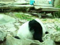 panda bear ling hui