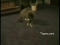 The cat which it tries to escape desperately