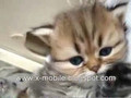 Cuteness Kitten