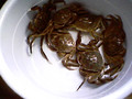 These are Crabs