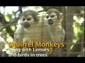What is a Squirrel Monkey?