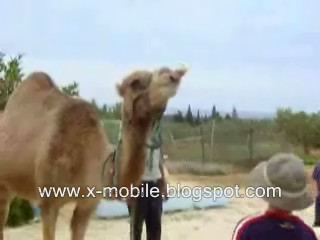 Camel Drinks Coke 