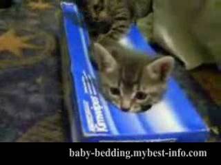 Cute kitty in a box