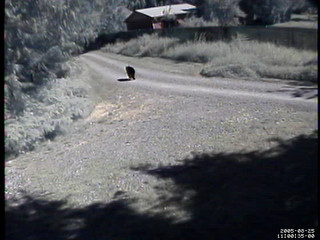 Bear Caught on Security Cam