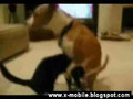 Dog humps cats head