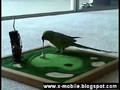Parrot plays golf