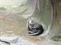 Otter playing around