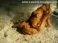 Octopus Escape In One Small Hole
