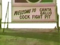 Cock Fight