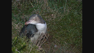 penguin photos