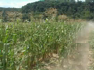 corn picking at 45mph 