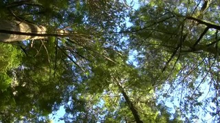 Hiking the Rainforest Trail in Tofino - British Columbia, Canada