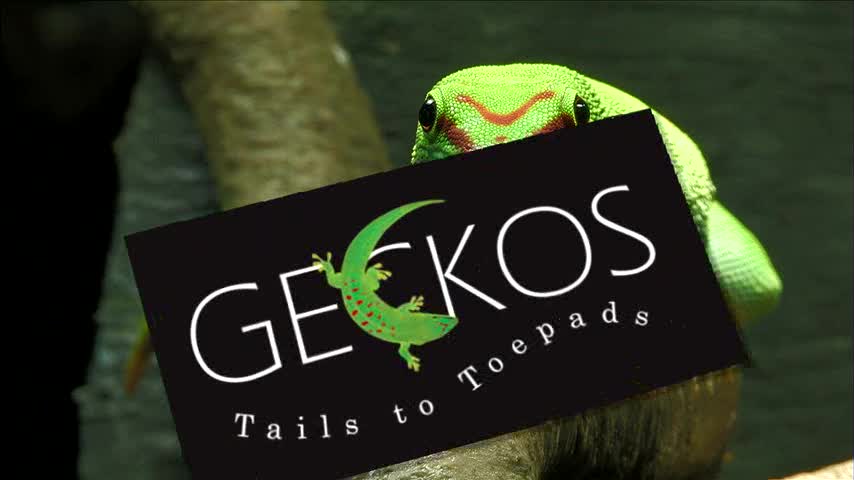 Geckos: Tails to Toepads @ Academy of Natural Sciences