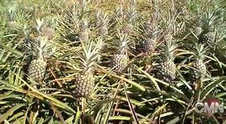 Quick Bites Hawaii: Kapalua Farms Pineapple