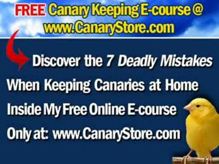 Canarys health & diet. Pet bird food for happy singing canaries