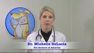 Canine Pancreatitis - Pancreatitis in Dogs