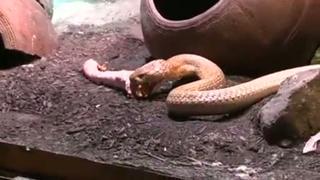 Cape Fear Serpentarium Wilmington Attractions