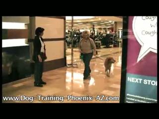 Phoenix-AZ-Dog-Training