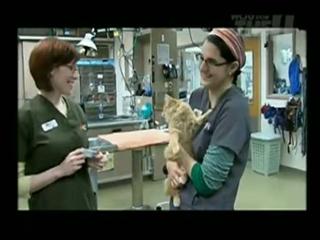 Chicago Emergency Veterinary Services