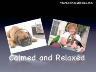 Canine Lullabies In Stopping A Barking Dog!