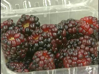 Black Raspberries Protect Against Cancer