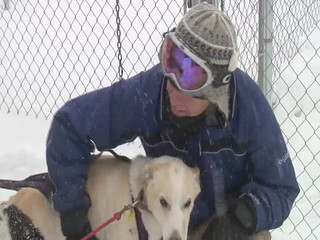 Rocky Mountain Sled Dog 