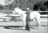 Fighting Stallion (1949)