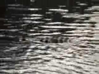 Miami River Rare American Crocodile - http://www.mabru.com