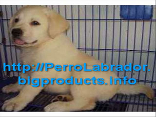 http://PerroLabrador.bigproducts.info - Venta de Perros Labrador