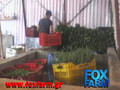 FOX FARM MAKIS MANOLIS