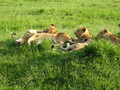 MUMBLING LIONS IN KENYA