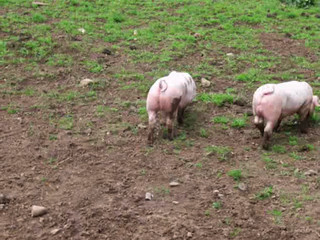 Welsh Pigs