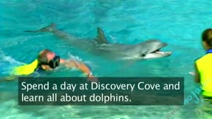 Swim with the Dolphins at Discovery Cove