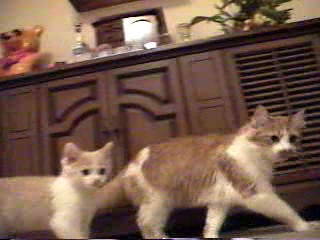 daisy and dusty ( cats )