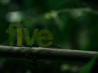 Five ants ident