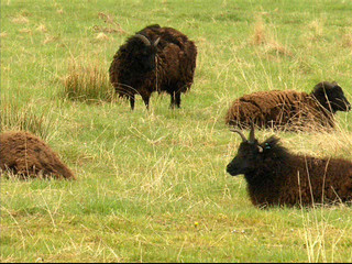 Culloden Battlefield: 