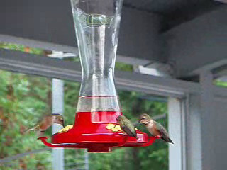 Hummingbirds At Saltery Bay. www.About-Birds.info